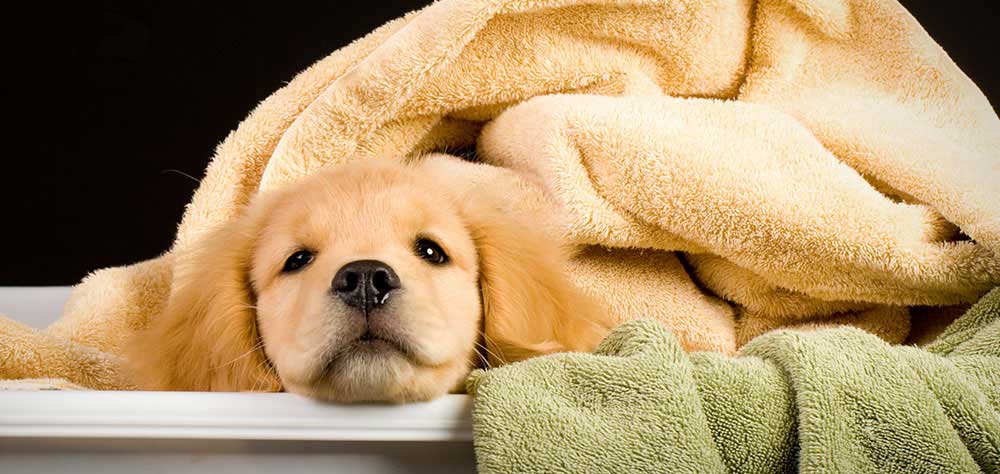 The Best Residential Cleaning Service.